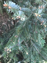 Picea omorika