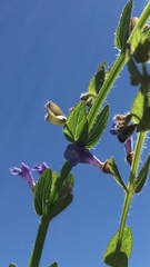 Scutellaria parvula australis