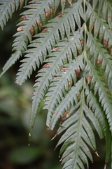 Woodwardia prolifera