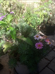 Argyranthemum frutescens