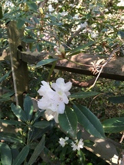 Rhododendron carolinianum
