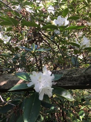 Rhododendron carolinianum