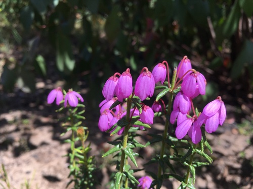 Kangaroo Island tetratheca (Tetratheca insularis)