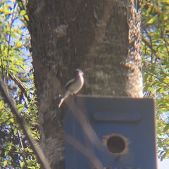Ficedula hypoleuca