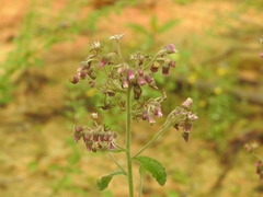 Blumea axillaris