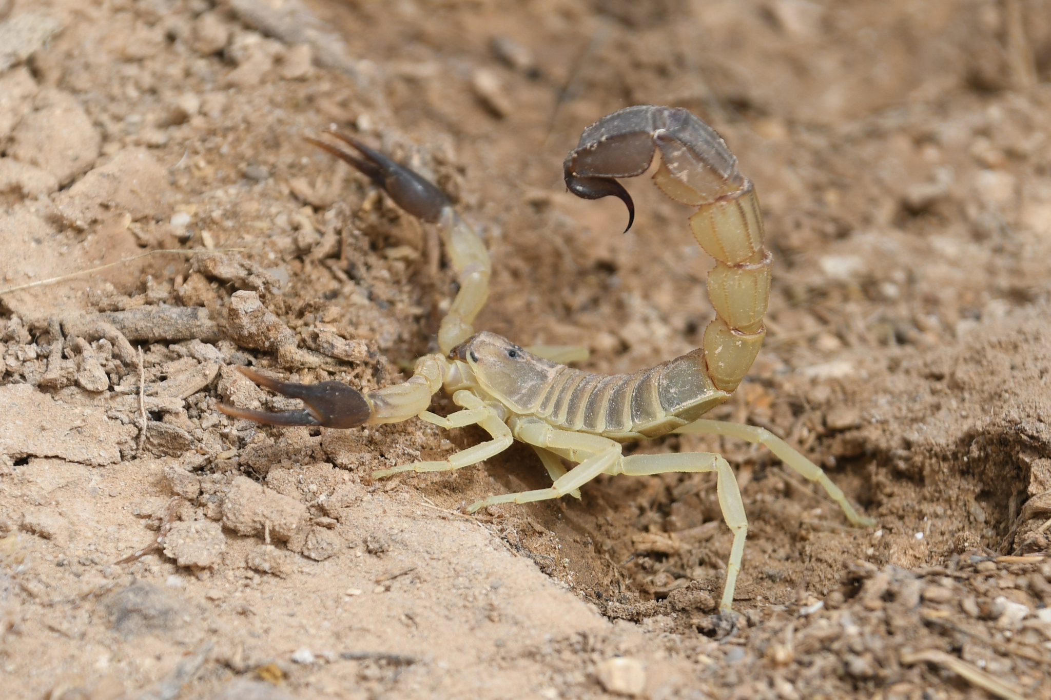 Androctonus australis