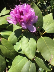 Rhododendron catawbiense