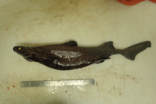 Foto de Tollo negro (Centroscyllium fabricii)