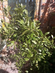 Magnoliopsida