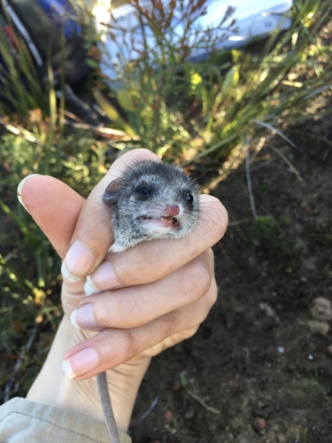Grey-bellied Dunnart (Sminthopsis fuliginosa) — Data Deficient Mammalia