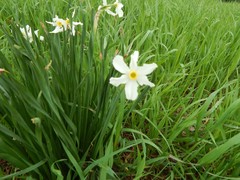 Narcissus poeticus