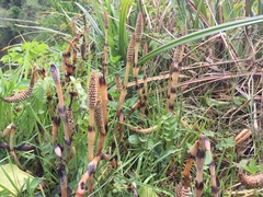 Equisetum arvense