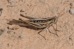 Austracris guttulosa