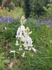 Hyacinthoides non-scripta