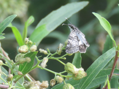 Chiomara asychis autander