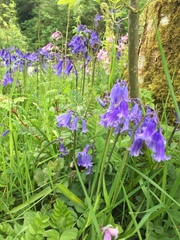 Hyacinthoides non-scripta