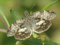 Chiomara asychis autander