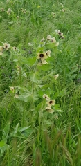 Hyoscyamus niger
