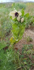 Hyoscyamus niger
