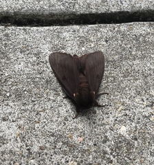 Citheronia sepulcralis