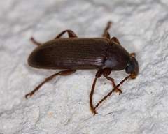 Hymenorus