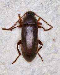 Hymenorus