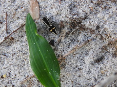 Hoplomutilla biplagiata