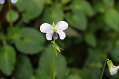 Viola nagasawae