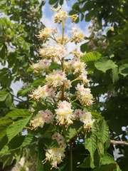 Aesculus hippocastanum