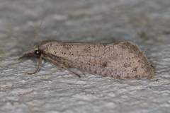 Acrolophus mortipennella