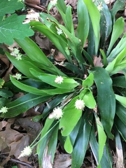 Carex fraseriana