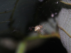 Argyrodes bonadea