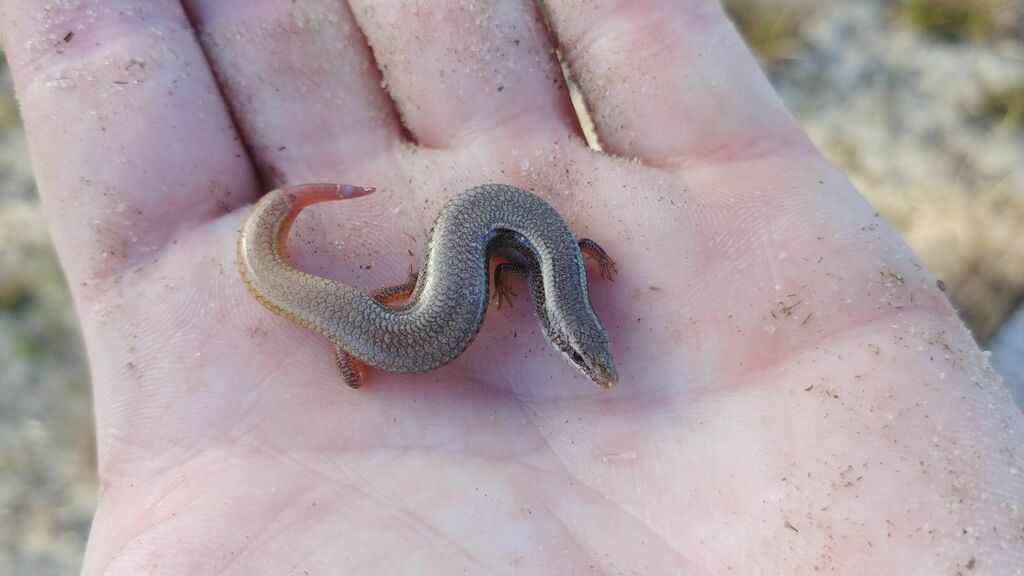 Bluetail Mole Skink in January 2021 by timoteo_b. Rescued ahead of land ...