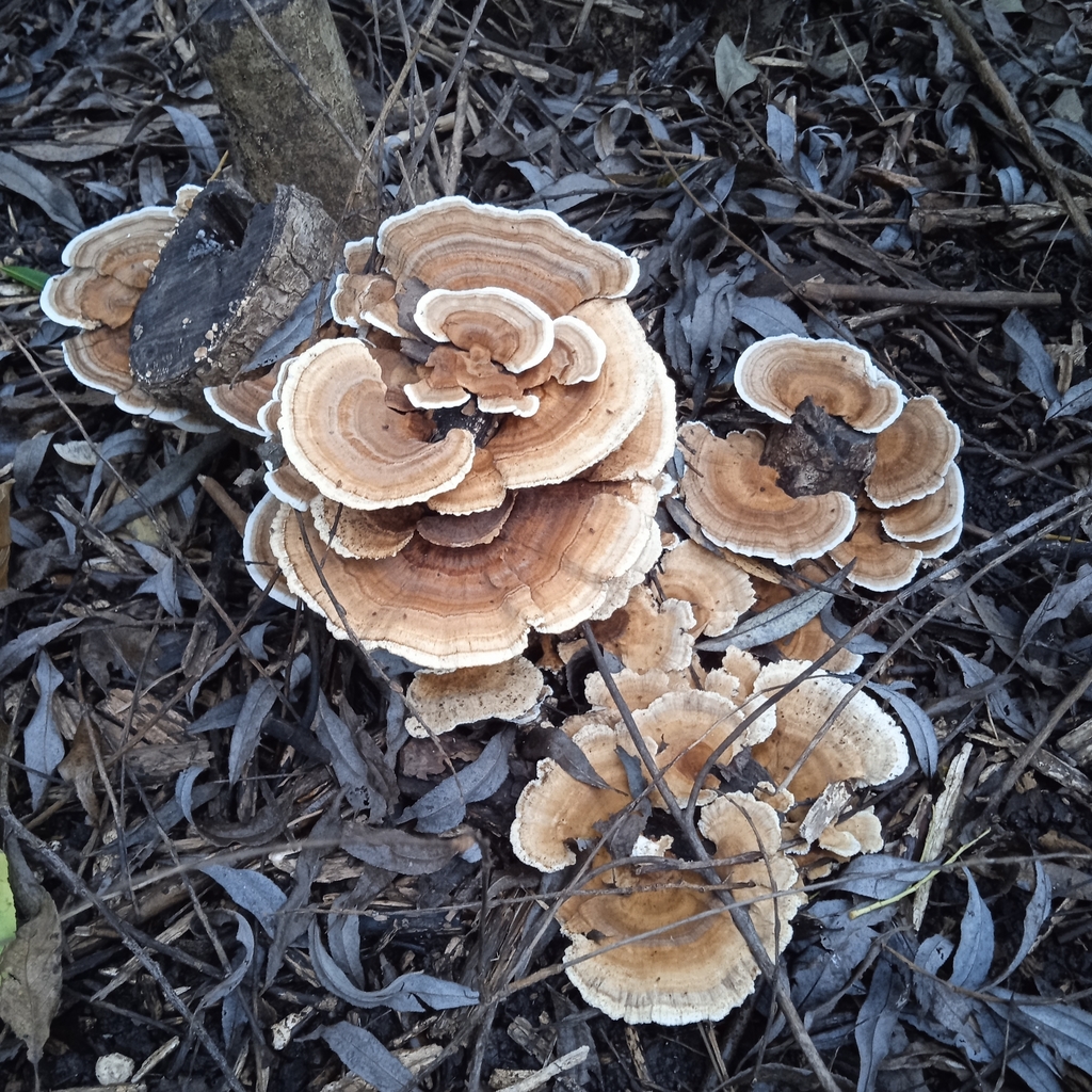 Trametes ochracea · April 2024 · photo: © diegobarboza (iNaturalist, cc-by)