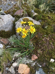 Senecio comosus culcitioides