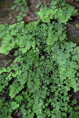 Adiantum capillus-veneris