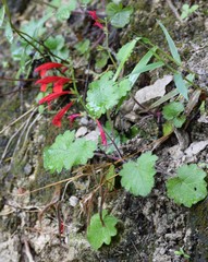 Salvia roemeriana