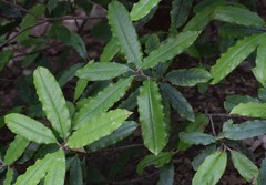 Photinia serratifolia