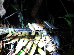 Craugastor fitzingeri