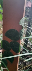 Monstera dubia image