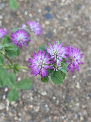 Trifolium resupinatum