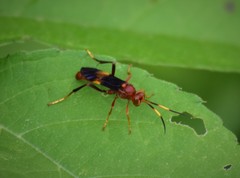 Trogomorpha arrogans