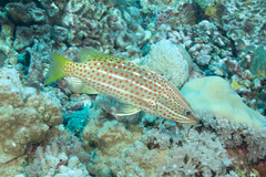 Anyperodon leucogrammicus