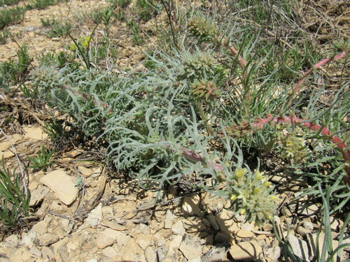 Image of Ipomopsis spicata by (c) Anders Hastings, some rights reserved (CC BY)