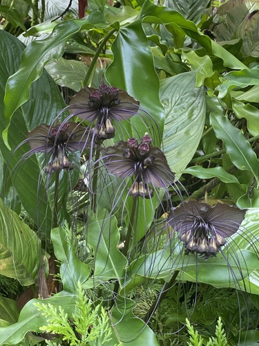 Tacca chantrieri observed 2024-04-29