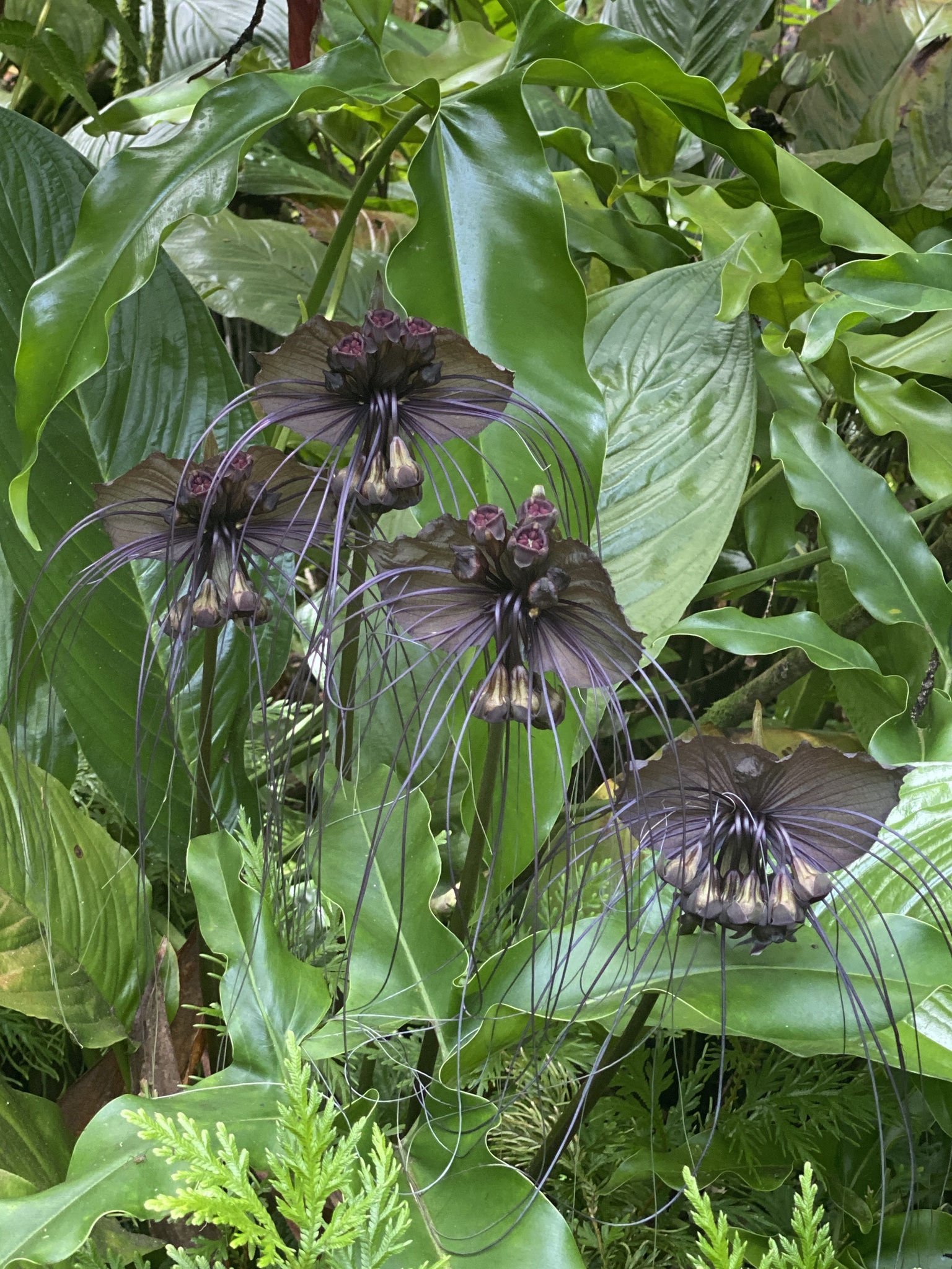 Imagem de Flor-morcego