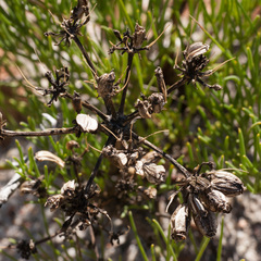 Nanobubon strictum