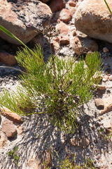 Nanobubon strictum