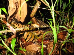 Craugastor fitzingeri