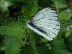 Pieris melete